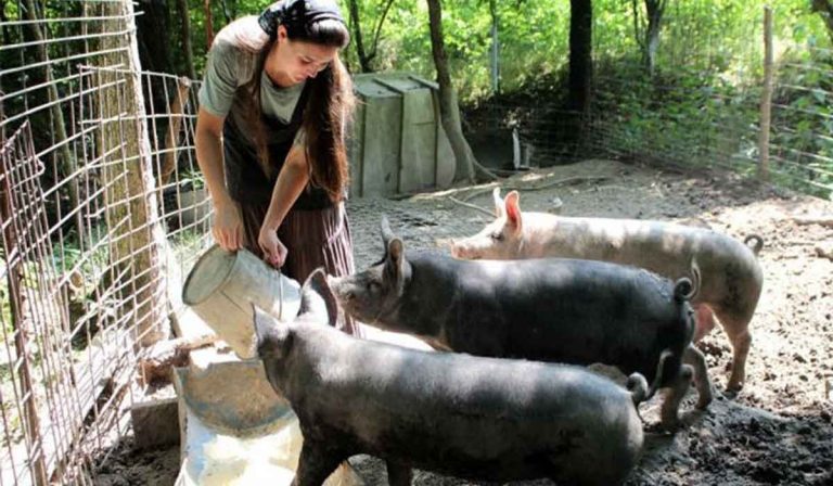 Amenzi de până la 18.000 LEI – Veste proastă pentru crescătorii de porci, chiar înainte de Sărbători